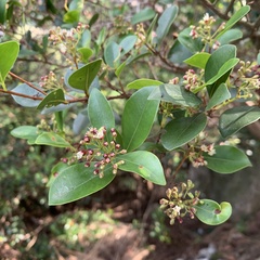 Syzygium elliptifolium