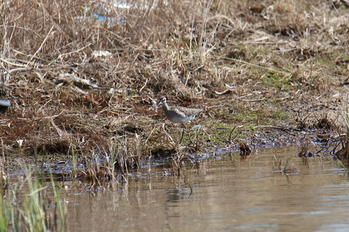 iNaturalist image