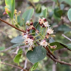 Syzygium elliptifolium