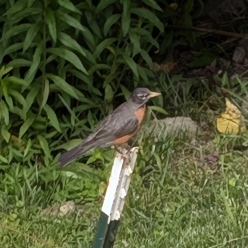 American Robin