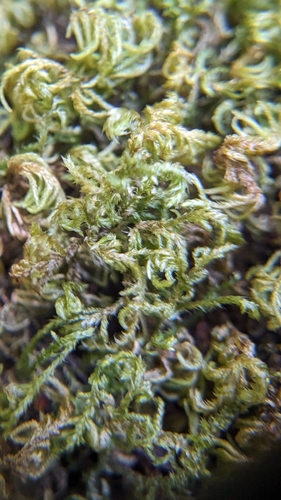 iNaturalist observation photo of Mosses