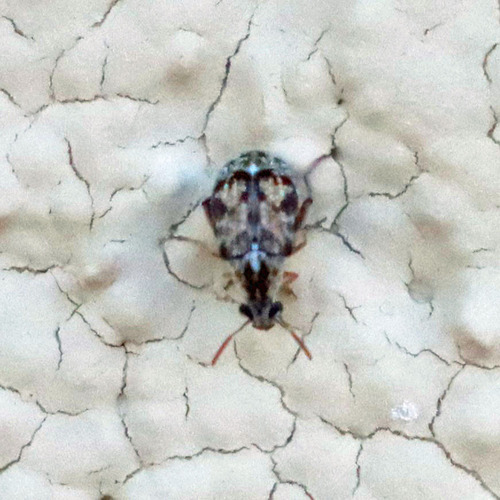Prosopis Seed Beetle