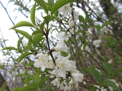 Deutzia uniflora