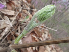 Clematis heracleifolia