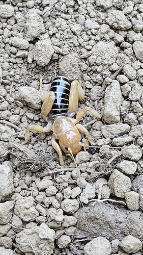 iNaturalist observation photo of North American Jerusalem Crickets
