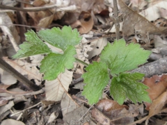 Clematis heracleifolia