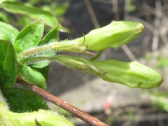 Weigela subsessilis