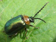 Agelasa nigriceps