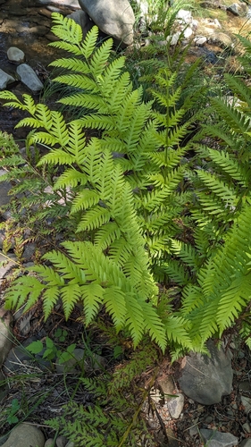 iNaturalist observation photo of chain ferns