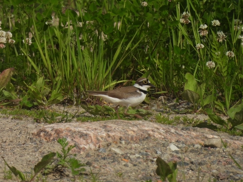 iNaturalist image