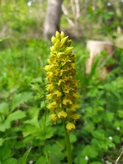 Orchis punctulata