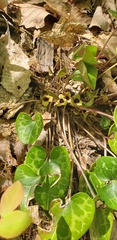 Hexastylis naniflora