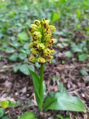 Orchis punctulata