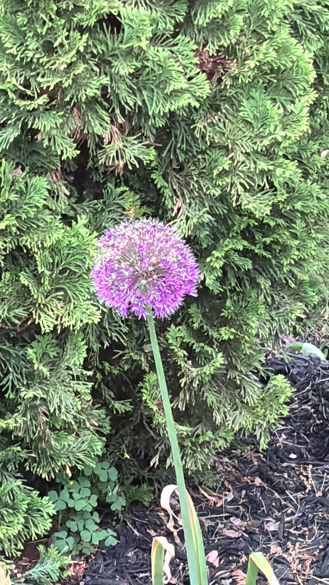 Giant allium