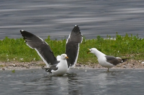 iNaturalist: (c) usernamelesss, some rights reserved (CC BY-NC), uploaded by usernamelesss iNaturalist image