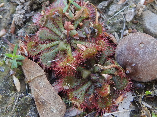 Drosera brevifolia
