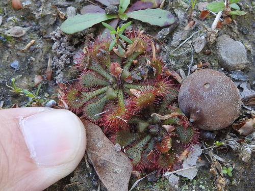 Drosera brevifolia
