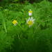 Argyranthemum adauctum erythrocarpon - Photo (c) Sylvain Piry, some rights reserved (CC BY-NC), uploaded by Sylvain Piry