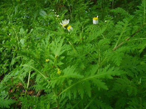 Argyranthemum adauctum subsp. erythrocarpon image