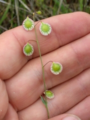 Thysanocarpus radians