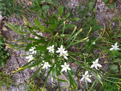 Ornithogalum woronowii