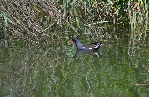 iNaturalist image