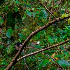 Petroica macrocephala
