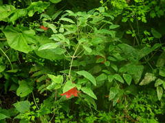 Canarina canariensis image