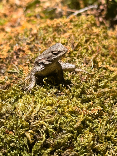 iNaturalist observation photo of Western Fence Lizard