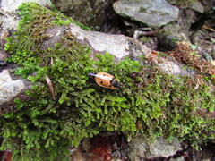 Dendroxena quadrimaculata