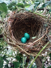 Pterorhinus albogularis