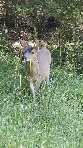 iNaturalist observation photo of Mule Deer