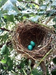 Pterorhinus albogularis