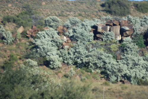 Buddleja glomerata, photograph 3
