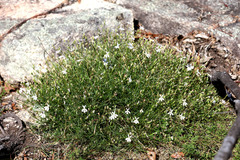 Lithotoma anethifolia