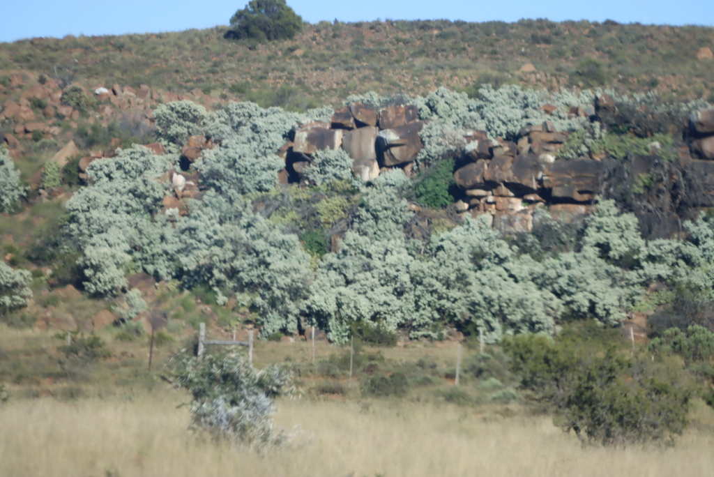 Buddleja glomerata; photograph (c) Tony Rebelo, some rights reserved (CC BY-SA)