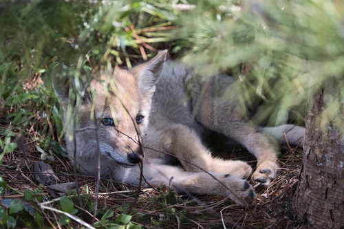 Coyote photographed in Wisconsin