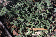 Opercularia hispida