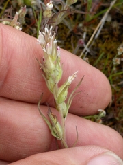 Castilleja attenuata