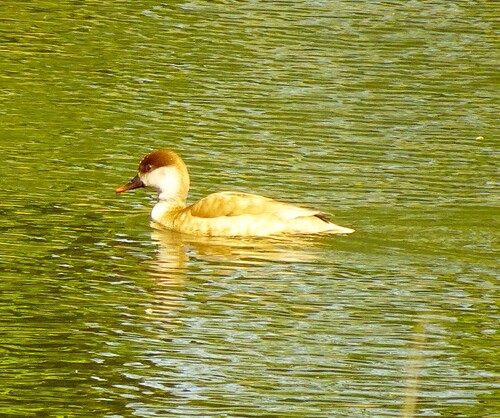 iNaturalist: (c) flugdrache, some rights reserved (CC BY-NC), uploaded by flugdrache iNaturalist image