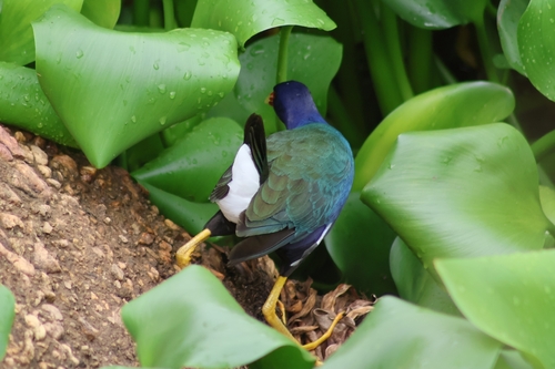 iNaturalist image