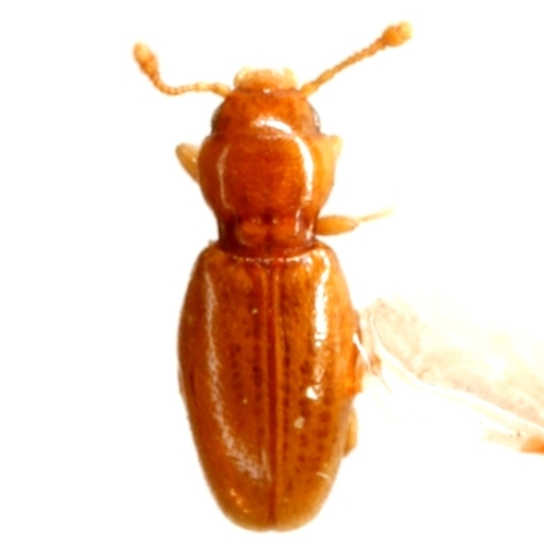 Holoparamecus caularum