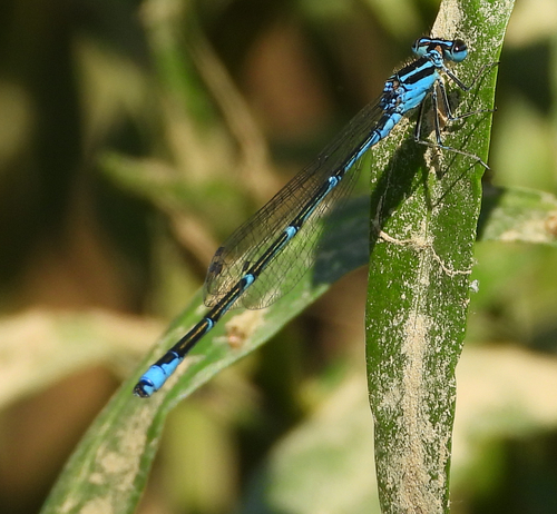 Stream Bluet
