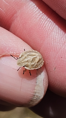 iNaturalist observation photo of Jewel Bugs