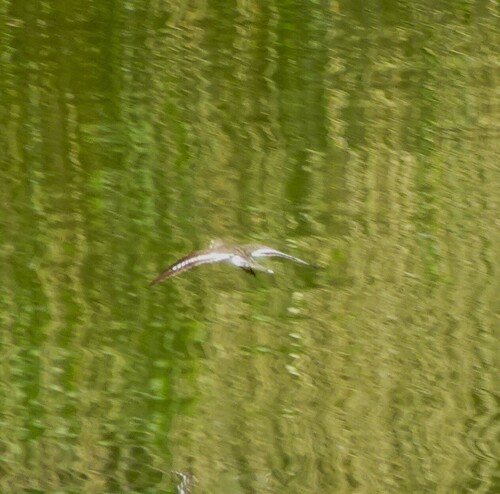 iNaturalist image