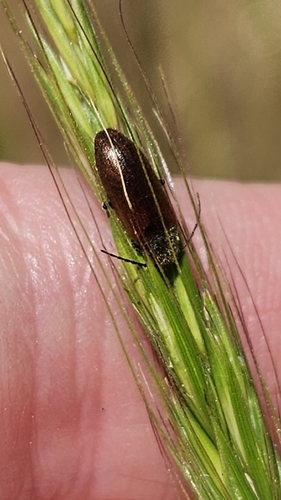 iNaturalist observation photo of Beetles