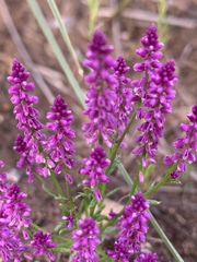 Polygala africana