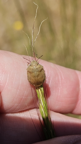 iNaturalist observation photo of Homaemus aeneifrons