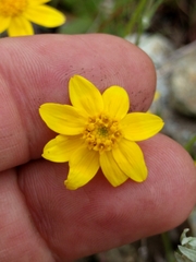 Pseudobahia heermannii