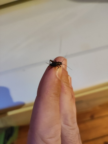 Wood Cricket